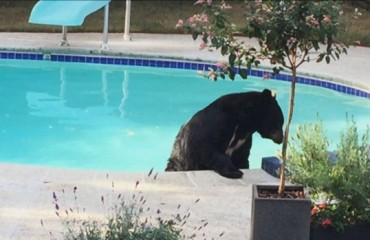黑熊闯入北溫民宅暢泳