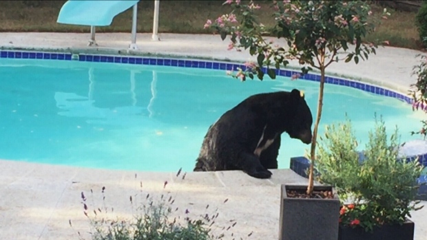 黑熊闯入北溫民宅暢泳