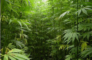UBC首創大規模大麻研究