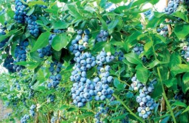 首批卑詩藍莓運抵上海 年貿易達6500萬元 加拿大為第二大出口國