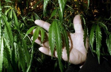 65%加拿大人挺大麻合法化