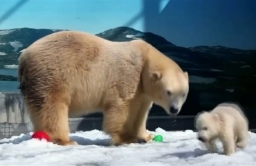 一隻在澳大利亞出生的北極熊將遷回祖籍國加拿大