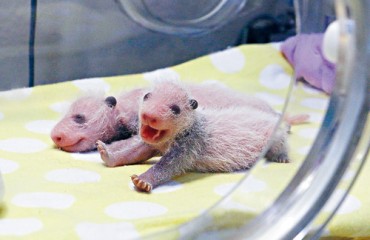 多倫多小熊貓雙胞胎 漸現「黑眼圈」