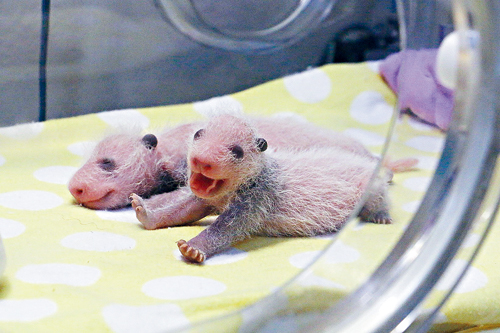 多倫多小熊貓雙胞胎 漸現「黑眼圈」