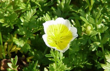 如果幫花園過冬？專家教你三招