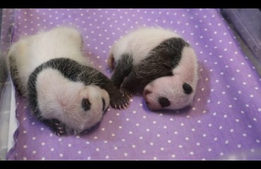 多倫多動物園雙胞胎熊貓寶寶現在長得像熊貓了