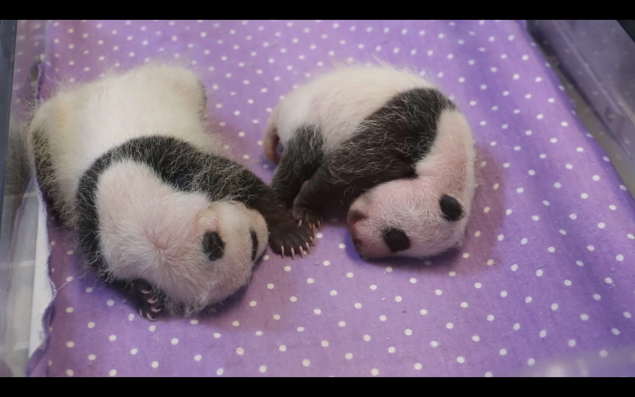 多倫多動物園雙胞胎熊貓寶寶現在長得像熊貓了