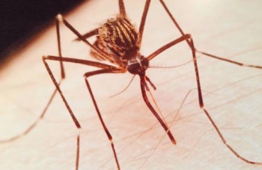 日本伊蚊入侵大溫 可傳播腦炎和登革熱病毒