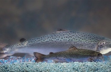 生態保護組織狀告聯邦政府批准養殖轉基因鮭魚項目