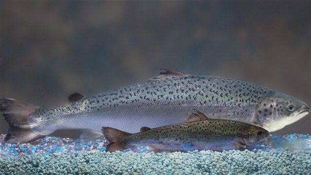 生態保護組織狀告聯邦政府批准養殖轉基因鮭魚項目