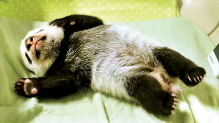 多倫多動物園雙胞胎小熊貓三年後遷居卡爾加里