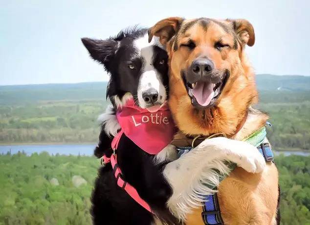 不再是單身狗！加拿大兩寵物狗親密擁抱暖化人心