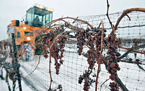 加拿大冬季氣候反常 衝擊本土冰酒業