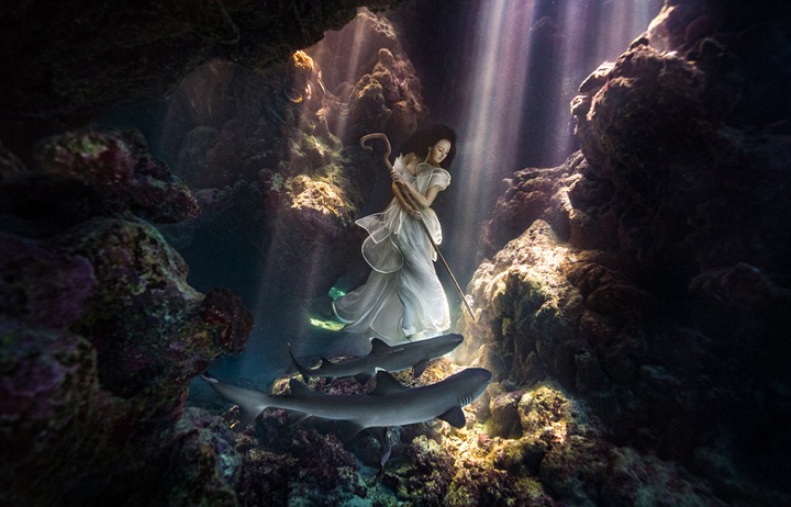 加拿大攝影師水下拍攝美女與鯊魚和諧共舞畫面唯美