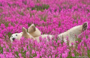 加拿大花叢北極熊獲2015年最佳攝影照片之一
