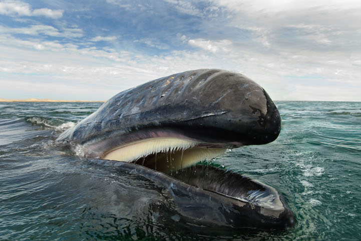 Gray whale (eschrichtius robustus) A gray whale feeding at the surface and showing it's baleen. Gulf of California.