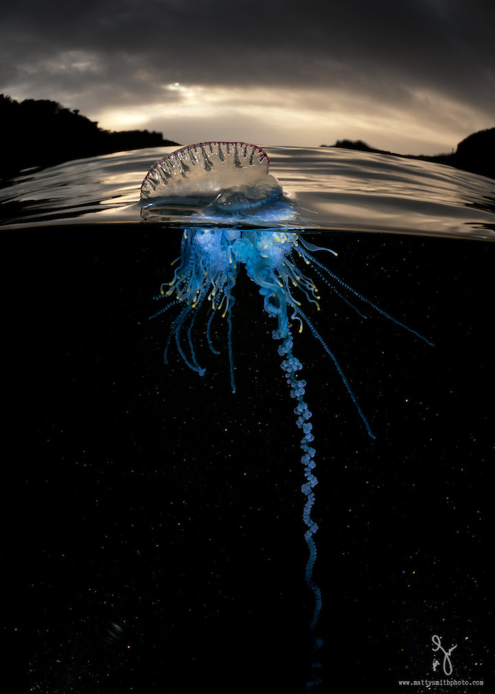 It's taken me several early mornings to develope this lighting technique. Using high powered underwater strobes place beneath the blue bottles I hit them with a burst of light, the crystal clear deep water reflects no light but the bluebottles pop with that amazing electric cyan blue colour! And framed againt the the silhouette backdrop of the bay and the orange glow from the sun I think they look quite amazing wouldn't you agree? Well done mother nature you did it again!