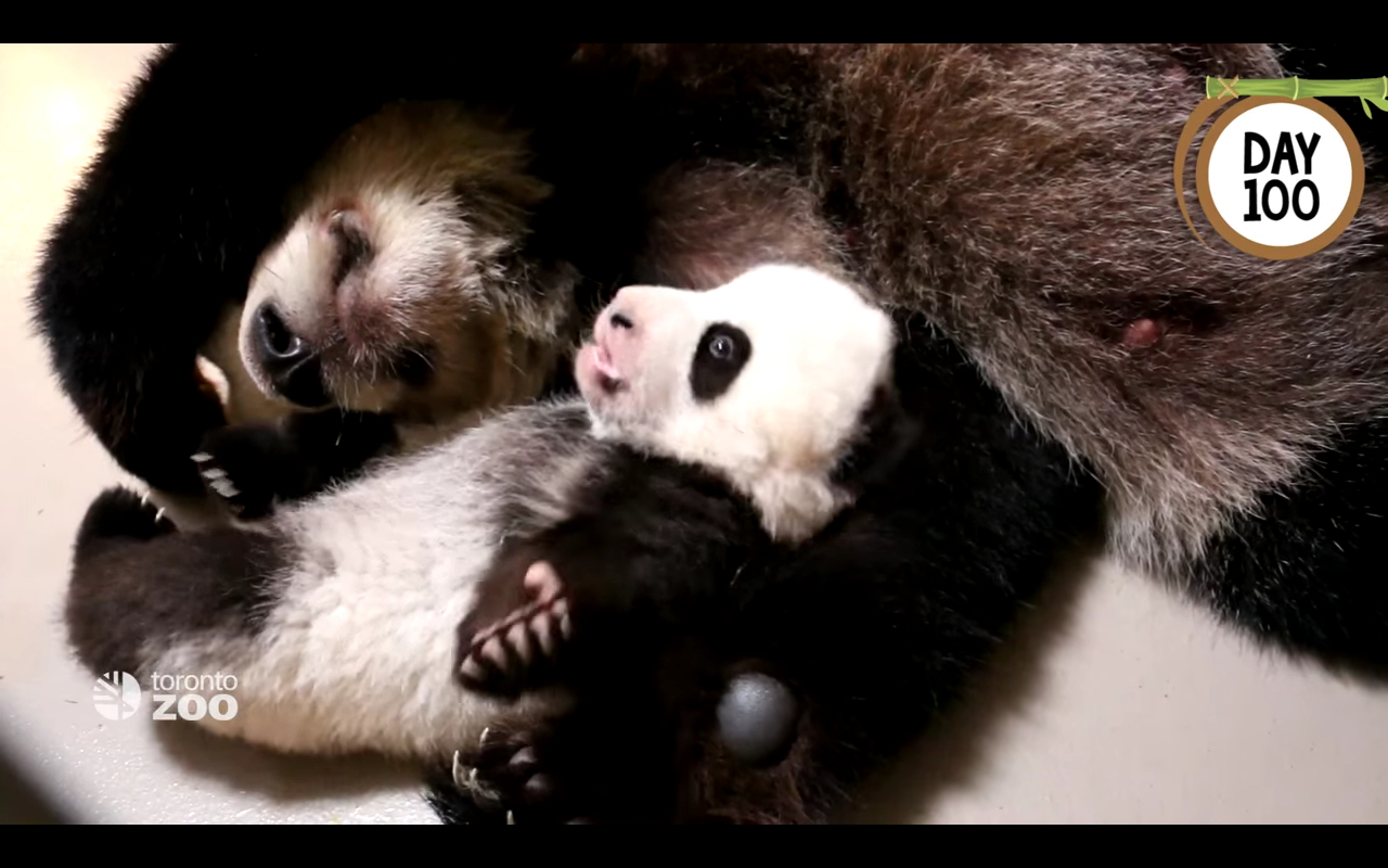 多伦多熊貓雙胞胎 將網上投票命名