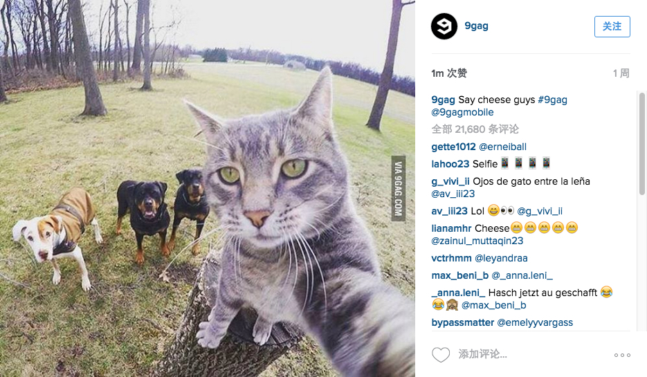 貓咪與狗朋友玩自拍網上按贊人數破百萬
