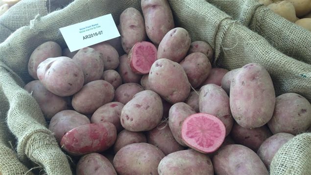 你確定這不是為情人節準備的？加拿大農業部推出粉紅馬鈴薯