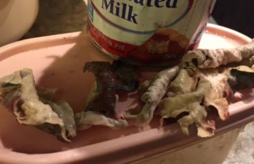 淡奶罐內發現「蜥蜴」異物 三花公司假定是「奶皮」