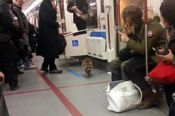 误闯地铁变超萌列车长 浣熊翻乘客包包：我在验票哦！3