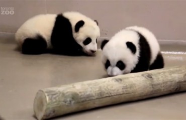 多倫多動物園兩隻小熊貓有名字了：“加盼盼”，“加悅悅”