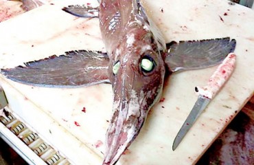 斯高沙省漁民捕獲怪魚嚇壞網名 綠眼長尾鼻尖如劍