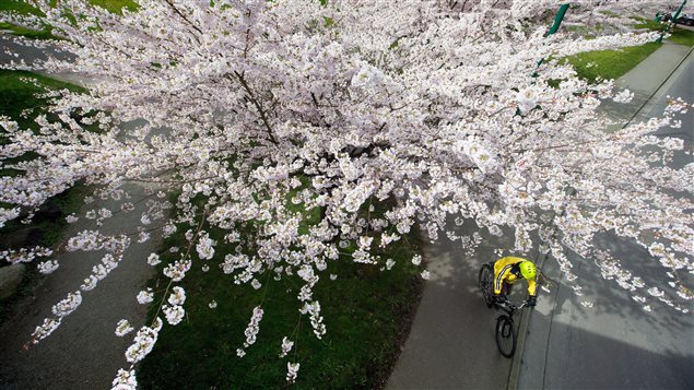 PC_170330_f86y8_rci-blossombike_sn635