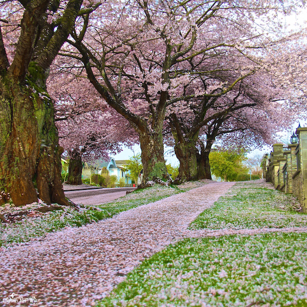 Vancouver-cherry-blossom-petals-snow