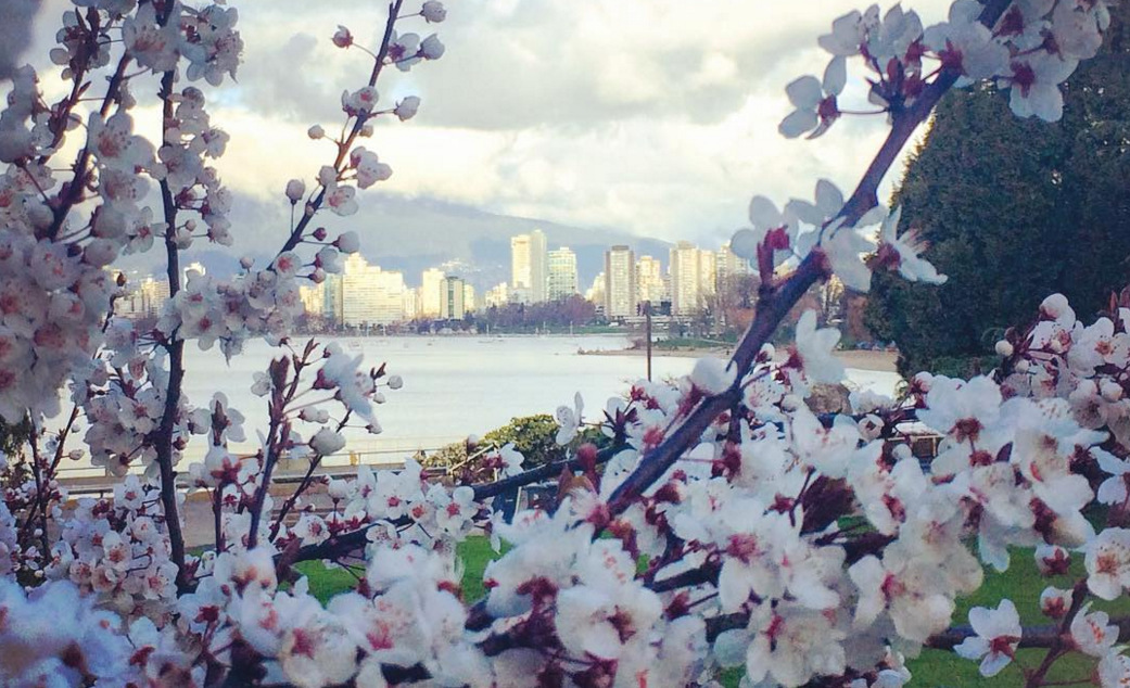 vancouver-cherry-blossoms